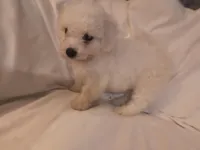 Barkley (sold), a male Bichon Frise for sale in Moody, TX – Photo 5 of 10