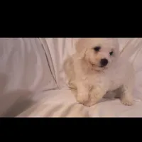 Barkley (sold), a male Bichon Frise for sale in Moody, TX – Photo 7 of 10