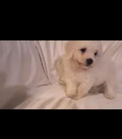 Barkley (sold), a male Bichon Frise for sale in Moody, TX – Photo 7 of 10