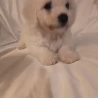 Barkley (sold), a male Bichon Frise for sale in Moody, TX – Photo 9 of 10