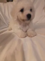 Barkley (sold), a male Bichon Frise for sale in Moody, TX – Photo 9 of 10