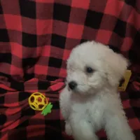 Barkley (sold), a male Bichon Frise for sale in Moody, TX – Photo 10 of 10