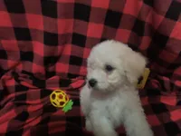 Barkley (sold), a male Bichon Frise for sale in Moody, TX – Photo 10 of 10