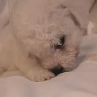 Barkley (sold), a male Bichon Frise for sale in Moody, TX – Photo 8 of 10