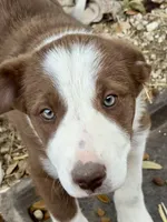 America, a female Border Collie for sale in West, TX – Photo 2 of 8