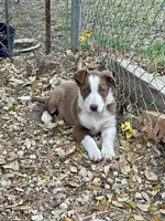 America, a female Border Collie for sale in West, TX – Photo 5 of 8