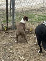 America, a female Border Collie for sale in West, TX – Photo 7 of 8