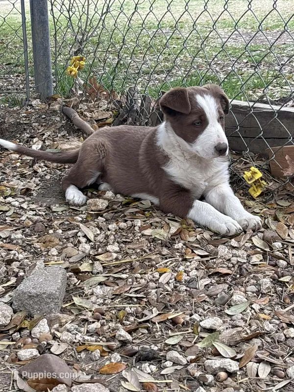 America – Border Collie puppy for sale in West, TX