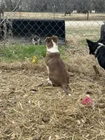 America, a female Border Collie for sale in West, TX – Photo 8 of 8