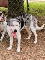 Amigo, a male Border Collie for sale in West, TX – Photo 1 of 5