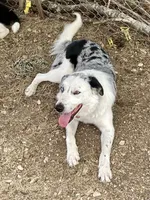 Amigo, a male Border Collie for sale in West, TX – Photo 3 of 5