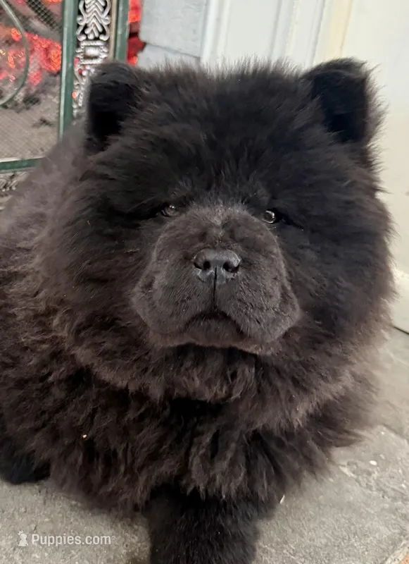 Winnie, a female Chow Chow for sale in New York, NY – Photo 1 of 3