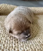 Fawn girl, a female Chow Chow for sale in New York, NY – 1 of 1