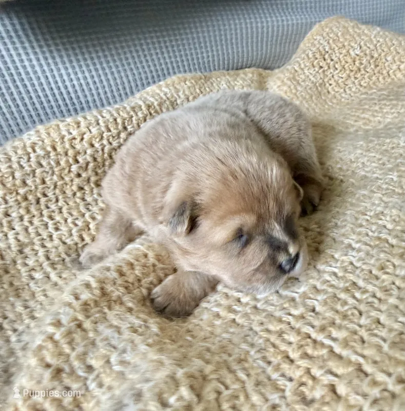 Fawn girl – Chow Chow puppy for sale in New York, NY