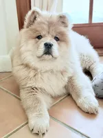 Ginger, a female Chow Chow for sale in New York, NY – Photo 2 of 2