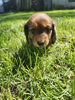 Iris, a female Miniature Dachshund for sale in Afton, IA – 5 of 6