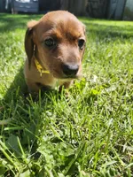 Bruno, a male Miniature Dachshund for sale in Afton, IA – 1 of 6