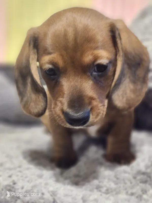 Bruno – Miniature Dachshund puppy for sale in Afton, IA