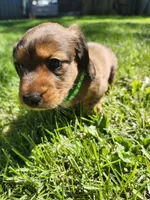 Max, a male Miniature Dachshund for sale in Afton, IA – 4 of 10