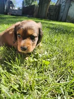 Max, a male Miniature Dachshund for sale in Afton, IA – 3 of 10