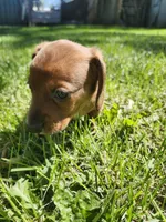 Bruno, a male Miniature Dachshund for sale in Afton, IA – 4 of 6
