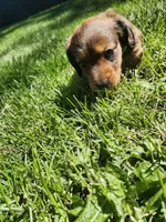 Max, a male Miniature Dachshund for sale in Afton, IA – 7 of 10