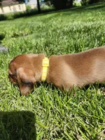 Bruno, a male Miniature Dachshund for sale in Afton, IA – 5 of 6
