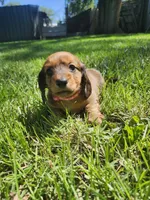 Iris, a female Miniature Dachshund for sale in Afton, IA – 6 of 6