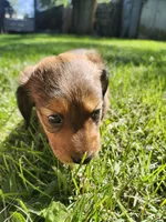 Max, a male Miniature Dachshund for sale in Afton, IA – 6 of 10