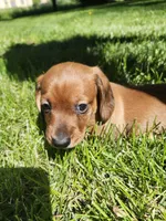 Bruno, a male Miniature Dachshund for sale in Afton, IA – 3 of 6