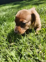 Bruno, a male Miniature Dachshund for sale in Afton, IA – 2 of 6