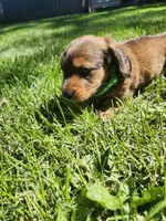 Max, a male Miniature Dachshund for sale in Afton, IA – 8 of 10