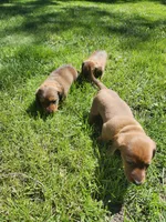 Bruno, a male Miniature Dachshund for sale in Afton, IA – 6 of 6
