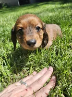 Iris, a female Miniature Dachshund for sale in Afton, IA – 4 of 6