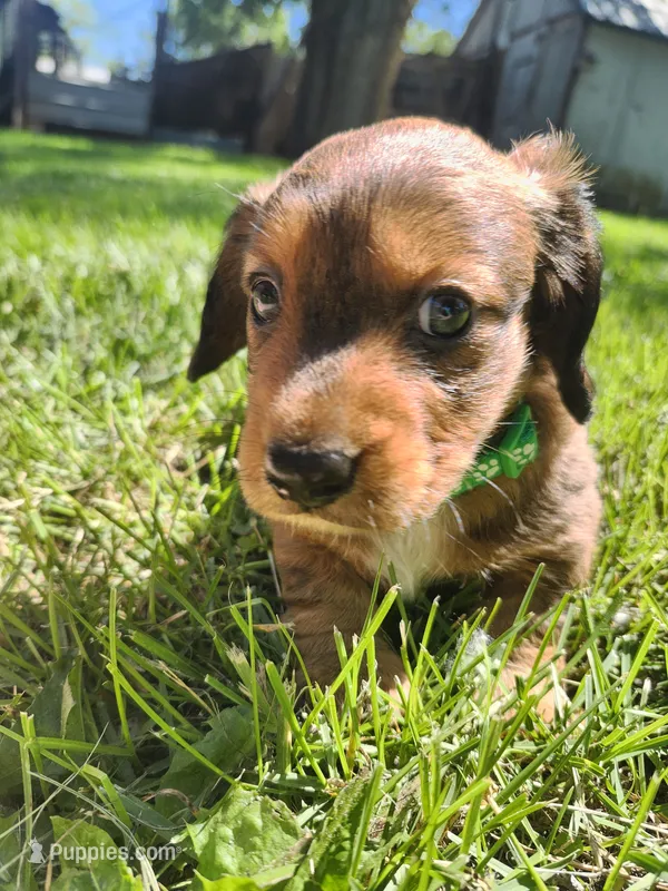 Max – Miniature Dachshund puppy for sale in Afton, IA