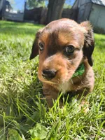 Max, a male Miniature Dachshund for sale in Afton, IA – 1 of 10