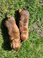 Max, a male Miniature Dachshund for sale in Afton, IA – 9 of 10
