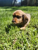 Iris, a female Miniature Dachshund for sale in Afton, IA – 2 of 6