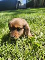 Iris, a female Miniature Dachshund for sale in Afton, IA – 3 of 6