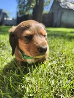Max, a male Miniature Dachshund for sale in Afton, IA – 2 of 10