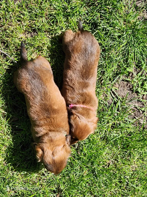 Iris – Miniature Dachshund puppy for sale in Afton, IA