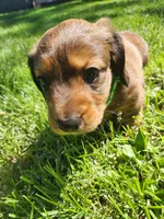 Max, a male Miniature Dachshund for sale in Afton, IA – 5 of 10