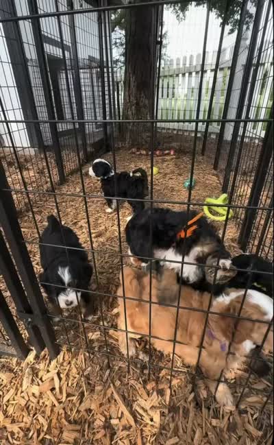 Harriett Tubman, a female Miniature Bernedoodle for sale in Dansville, MI – 2 of 2