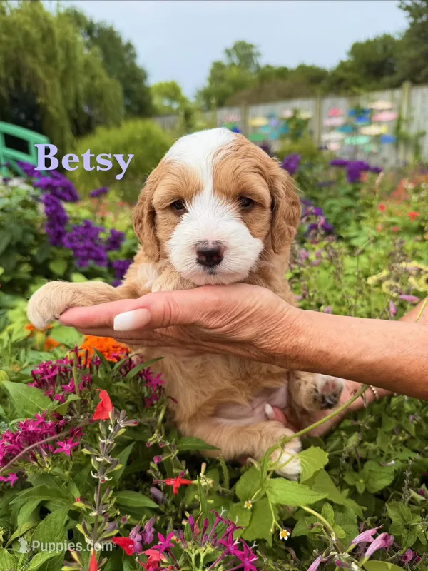 Betsy Ross – Miniature Bernedoodle puppy for sale in Dansville, MI