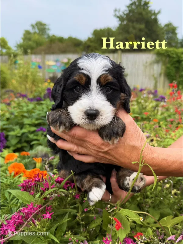 Harriett Tubman – Miniature Bernedoodle puppy for sale in Dansville, MI