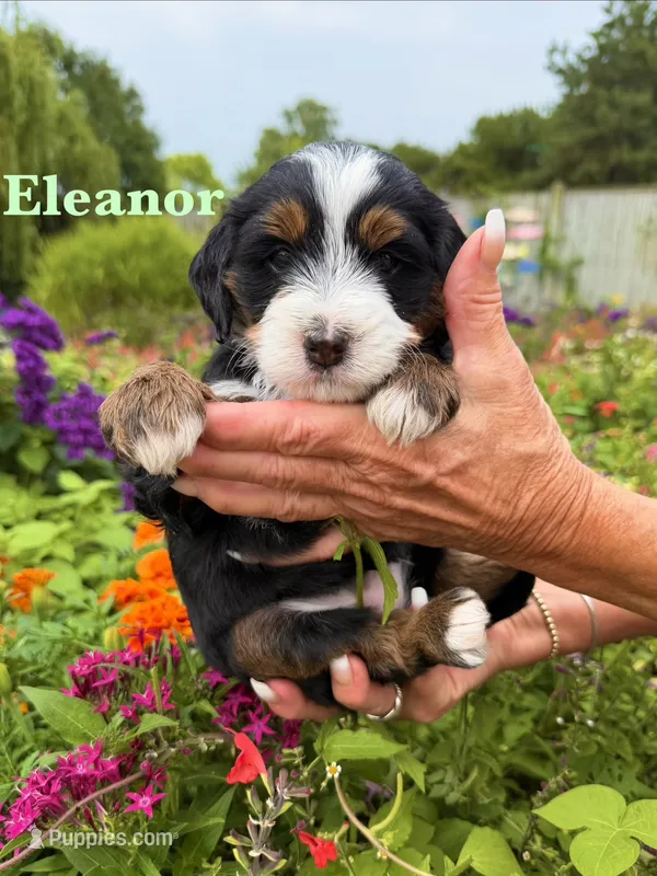 Eleanor Rosevelt – Miniature Bernedoodle puppy for sale in Dansville, MI
