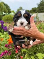 Eleanor Rosevelt, a female Miniature Bernedoodle for sale in Dansville, MI – 1 of 2