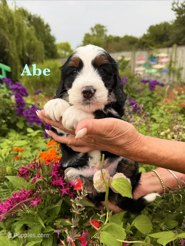 Abe Lincoln – Miniature Bernedoodle puppy for sale in Dansville, MI