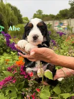 Abe Lincoln, a male Miniature Bernedoodle for sale in Dansville, MI – 1 of 2