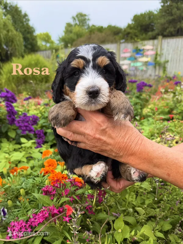 Rosa Parks – Miniature Bernedoodle puppy for sale in Dansville, MI